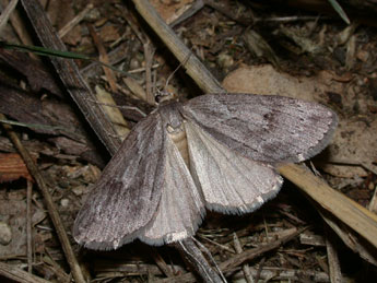 Pachycnemia hippocastanaria Hb. adulte - Philippe Mothiron