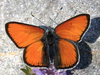 Lycaena hippothoe L. adulte - ©Daniel Morel