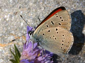 Lycaena hippothoe L. adulte - Daniel Morel