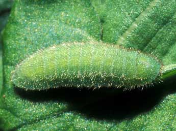  Chenille de Lycaena hippothoe L. - Tristan Lafranchis