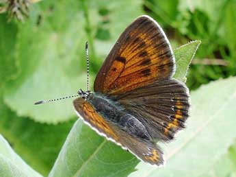 Lycaena hippothoe L. adulte - Jean-Pierre Arnaud