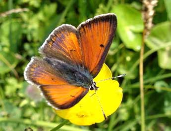 Lycaena hippothoe L. adulte - ©Jean-Pierre Arnaud