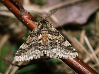 Lycia hirtaria Cl. adulte - ©Philippe Mothiron