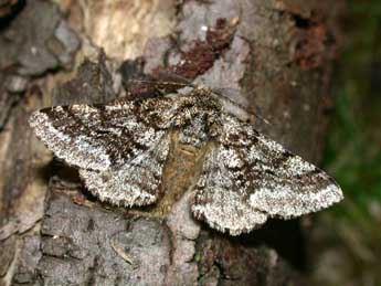 Lycia hirtaria Cl. adulte - Philippe Mothiron