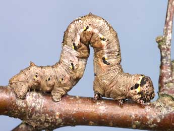  Chenille de Nychiodes notarioi Exp. - ©Lionel Taurand