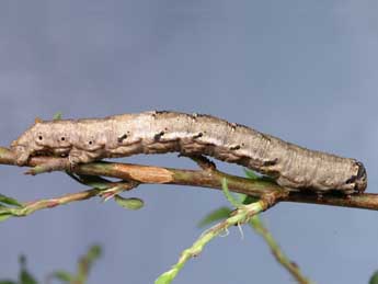  Chenille de Nychiodes notarioi Exp. - ©Lionel Taurand