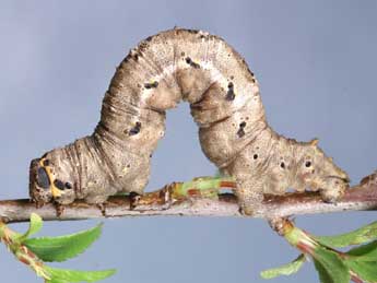  Chenille de Nychiodes notarioi Exp. - ©Lionel Taurand