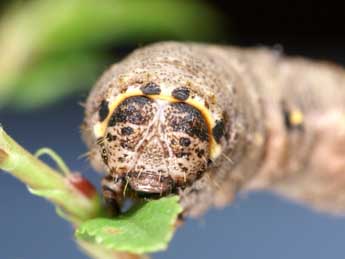  Chenille de Nychiodes notarioi Exp. - Lionel Taurand