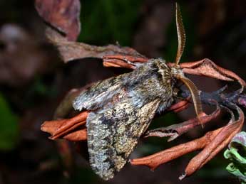 Apocheima hispidaria D. & S. adulte - Philippe Mothiron