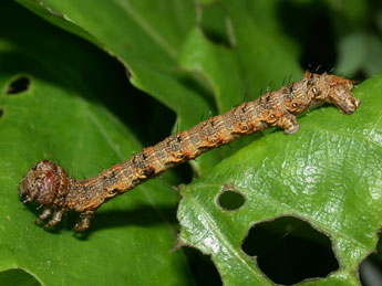  Chenille de Apocheima hispidaria D. & S. - ©Philippe Mothiron