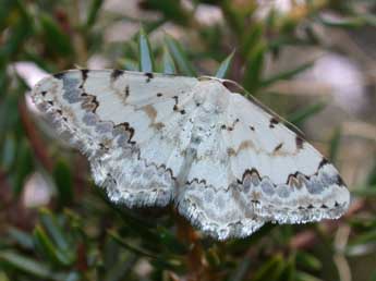 Scopula honestata Mab. adulte - Philippe Mothiron