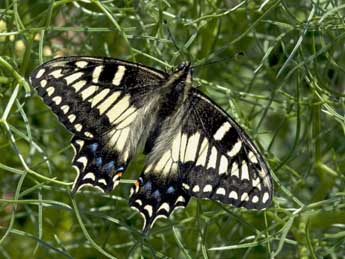 Papilio hospiton Gen adulte - ©Jrme Barbut