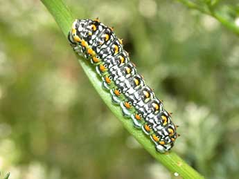  Chenille de Papilio hospiton Gen - Herv Guyot