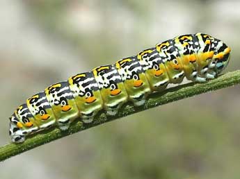  Chenille de Papilio hospiton Gen - ©Herv Guyot