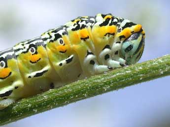  Chenille de Papilio hospiton Gen - Herv Guyot