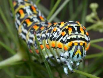  Chenille de Papilio hospiton Gen - ©Philippe Mothiron