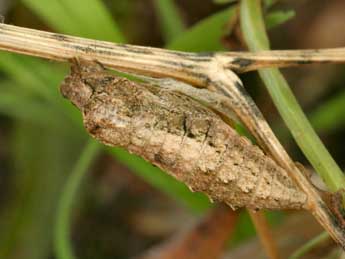 Papilio hospiton Gen adulte - Daniel Morel