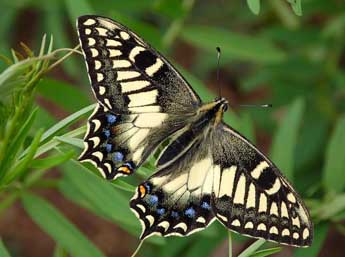 Papilio hospiton Gen adulte - ©basc- www.insecte.org