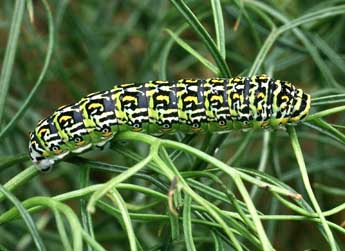  Chenille de Papilio hospiton Gen - ©Philippe Mothiron