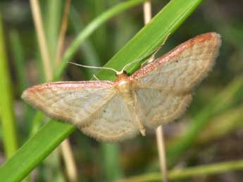 Idaea humiliata Hfn. adulte - Philippe Mothiron