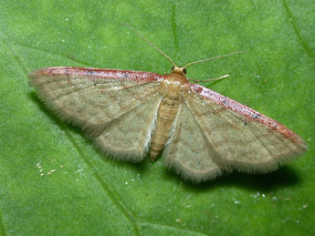 Idaea humiliata Hfn. adulte - ©Philippe Mothiron