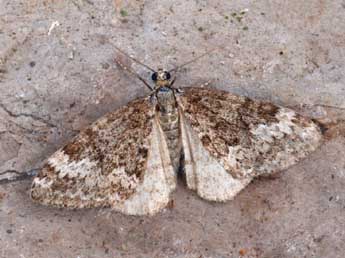 Perizoma hydrata Tr. adulte - Daniel Morel