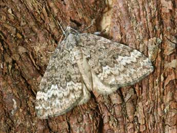 Perizoma hydrata Tr. adulte - Daniel Morel