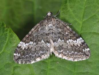 Perizoma hydrata Tr. adulte - Philippe Mothiron