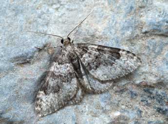 Nebula ibericata Stgr adulte - ©Daniel Morel