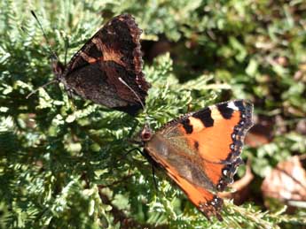 Aglais ichnusa Hb. adulte - ©Antoine Serrurier