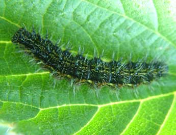  Chenille de Aglais ichnusa Hb. - ©Bruno Serrurier