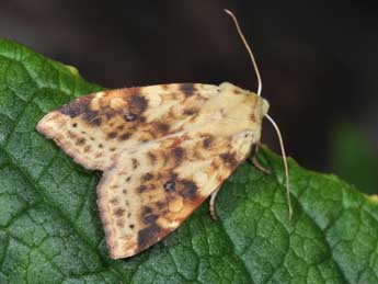 Cirrhia icteritia Hfn. adulte - ©Philippe Mothiron