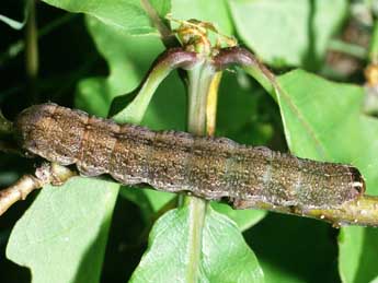  Chenille de Cirrhia icteritia Hfn. - ©Philippe Mothiron