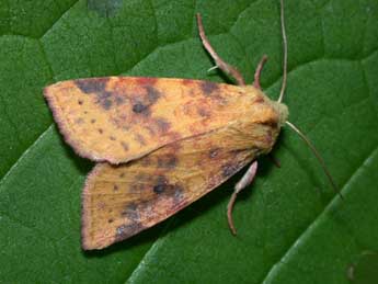 Cirrhia icteritia Hfn. adulte - Philippe Mothiron