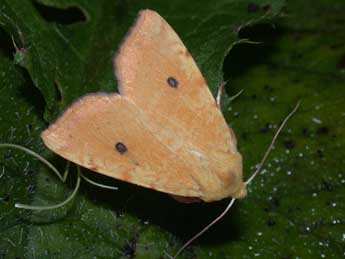 Cirrhia icteritia Hfn. adulte - ©Philippe Mothiron