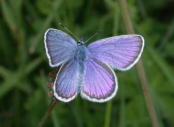 Plebejus idas L. adulte - Philippe Mothiron