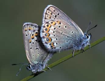 Plebejus idas L. adulte - ©Tristan Lafranchis