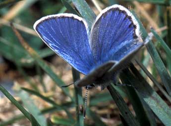 Plebejus idas L. adulte - ©Tristan Lafranchis