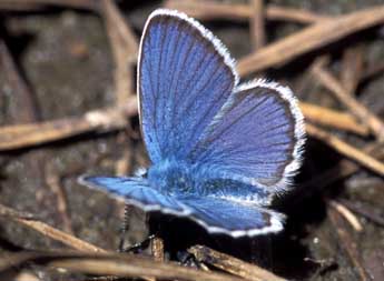 Plebejus idas L. adulte - Tristan Lafranchis