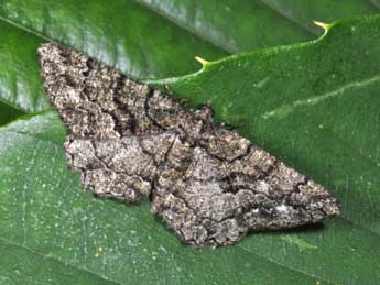 Peribatodes ilicaria Gey. adulte - Philippe Mothiron