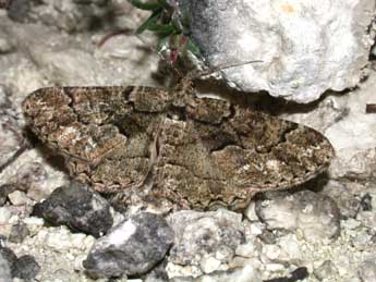 Peribatodes ilicaria Gey. adulte - Philippe Mothiron