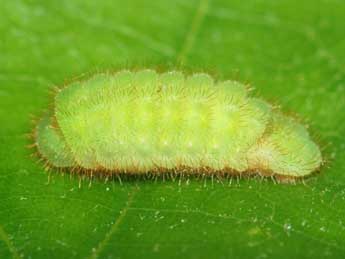  Chenille de Satyrium ilicis Esp. - ©Samuel Ducept