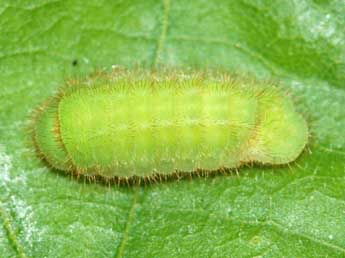  Chenille de Satyrium ilicis Esp. - Samuel Ducept