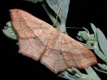 Scopula imitaria Hb. adulte - ©Philippe Mothiron