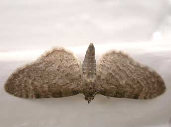 Eupithecia immundata L. & Z. adulte - ©Claude Tautel