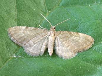 Eupithecia immundata L. & Z. adulte - Lionel Taurand