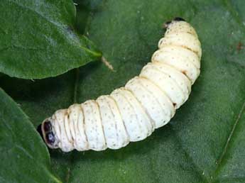  Chenille de Eupithecia immundata L. & Z. - ©Daniel Morel