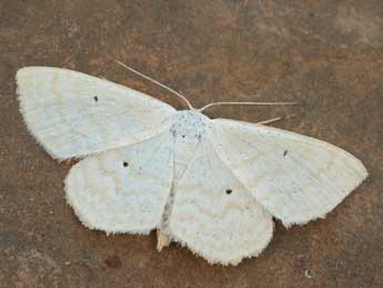 Scopula immutata L. adulte - ©Daniel Morel