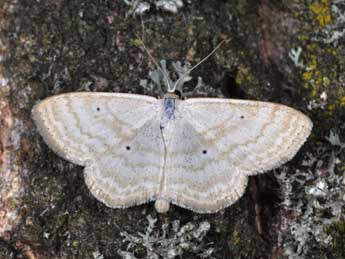 Scopula immutata L. adulte - ©Philippe Mothiron