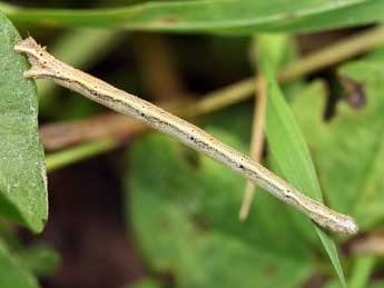  Chenille de Scopula immutata L. - ©Daniel Morel